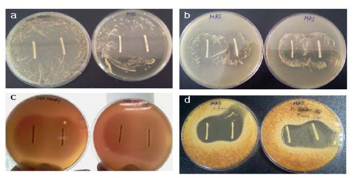 Figure 2. Growth inhibition overlay assay of Lactobacillus sp. on different microbes and mold on concentration of glycerol overlaid agar is 100m in the right.