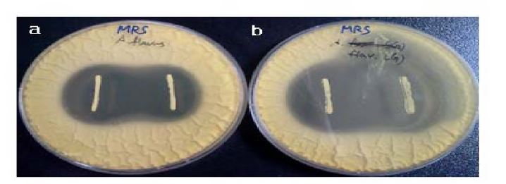 Figtire 4 . Antifungal overlay assay with Lactobacillus sp.compared with its spontaneous mutant