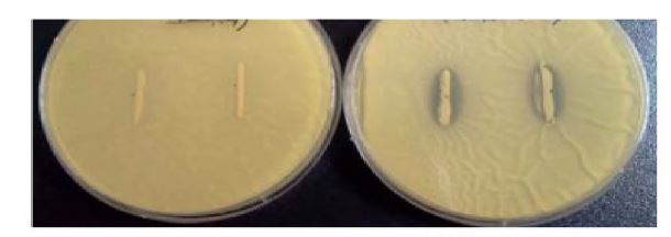 Figure 3. Anti ftmgal overlay assay with Propionibacterium sp. compared with Lactobacillus sp. against the A.flavus