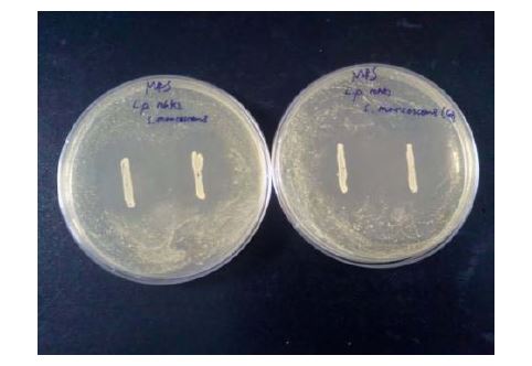 그림. Escherichia coli ATCC 25922에 대한 Lactobacilhis LS-2 (left) 와 Lactobacillus ML-7(right) 의 성장 억제