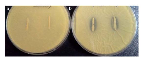 그림. AspergiUus fumigatus6으 대한 iMctobacillus LS-2 균주(left)와 Lactobacillus ML-7 균주 (right)의 성장 억제 효과