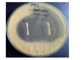 그림. Aspergillus /Zauws에 대한 Lactobacillus LS-2 균주(left，a)와 LactobaciUus ML-7 균주 (right, 비의 성장 억제 효과.