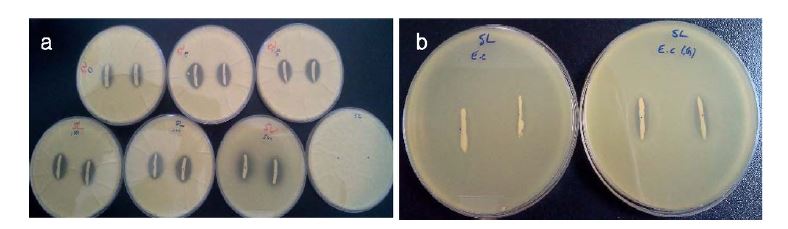 그림. 글리세롤 첨가량에 따른 iMctobacillus ML-7 균주의 A flavus 억제 (a) 및 E. coli (b)억제 효과