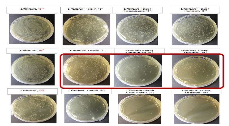 그림. 전분 및 고정제에 의 해 코팅된 Lactobacillus plantarum의 생균수 측정.