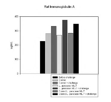 그림. Salmonella typhimurium KTCT 14028 강제 투여시 유산균 급여에 의한 rat 의 Immunoglobulin A 생성에 대한 영향