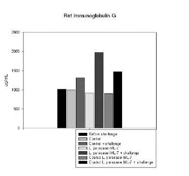 그림. Salmonella typhimurium KTCT 14028 강제 투여시 유산균 급여에 의한 rat 의 Immunoglobulin G 생성에 대한 영향