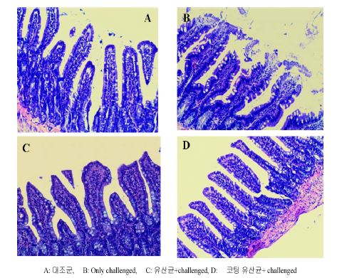 그림. 가금 티푸스균 challenge시 유산균 급여가 융모 형태에 미치는 영향