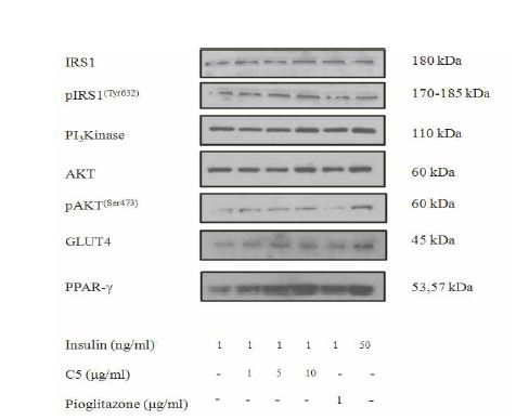 Fig. 3-4. Regulation of insulin receptor substrate 1 (IRS1), activated IRS1 (pIRS1(Tyr632))), phosphoinositide 3-kinase (PI3Kinase), protein kinase B (AKT) and activated AKT pAKT(Ser473)), glucose transporter 4 (GLUT4) and peroxisome proliferator-activated receptor- γ (PPAR-γ) expression of germinated rough rice active fraction (GIP-HS_E_H_C5) and pioglitazone.