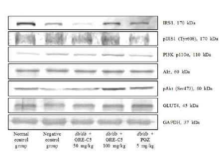 Fig. 4-6. Effects of active fraction from germinated rough rice on the expressions of the insulin receptor substrate 1 (IRS1), phospho-IRS1 (pIRS1) Tyr 608, phosphatidylinositol 3 kinases (PI3K), Akt, phospho-Akt (pAkt)Ser473, glucose transporter type 4 (GLUT4) and glyceraldehyde 3 phosphate dehydrogenase (GAPDH) in skeletal muscles of C57BLKS/J-db/db mice or C57BLKS/J-db/db mice