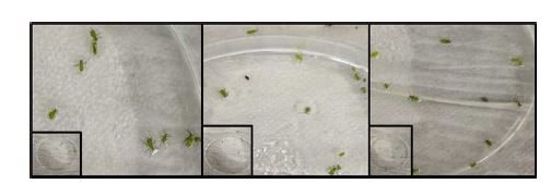 그림 7. 농도별 녹나무 오일의 진딧물에 대한 살충률 조사