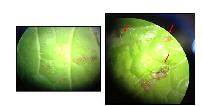 그림 10. 자리공 및 돼지감자 추출물 처리에 의한 진딧물의 살충 효과