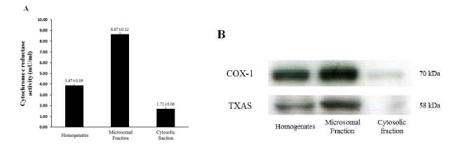 Fig. 2-2. Determination of enzyme source of COX-1 and TXAS