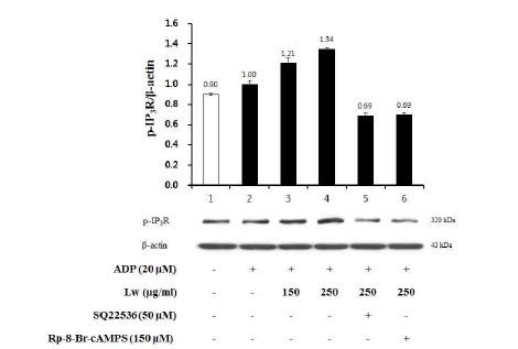 Fig. 3-3. Effect of Lw on inositol 1,4,5-trisphosphate receptor (IP3R) phosphorylation on ADP-induced human platelet aggregation.