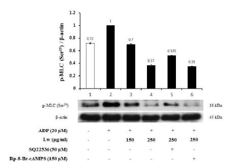 Fig. 3-4. Effect of Lw on myosin light chain (MLC) phosphorylation on ADP-induced human platelet aggregation