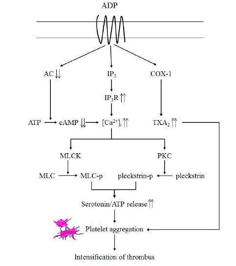 Fig. 3-7. Mechanism of platelet aggregation by ADP