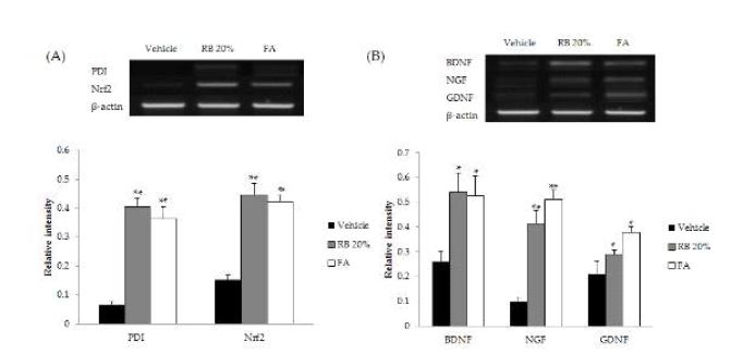 Fig. 1-3. Effect of Rice Bran (RB20%) and Ferulic acid (FA) on mRNA expression by RT-PCR using β-actin as a reference after MCAO
