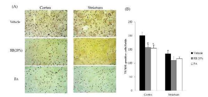 Fig. 1-4. Effect of Rice Bran (RB20%) and Ferulic acid (FA) on apoptosis after MCAO. (A) TUNEL staining in the cortex and striatum area of ischemic lesioned side of vehicle, Rice bran (RB20%), and Ferulic acid (FA) treatment (200x). (B) Quantitative analysis of the number of TUNEL-positive cells