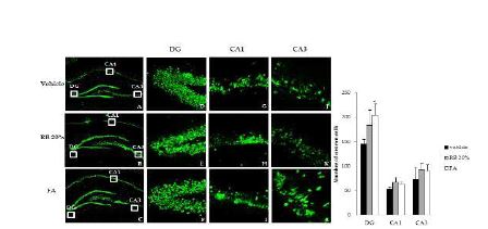 Fig. 1-5. Effect of Rice Bran (RB20%) and Ferulic acid (FA) on neuronal injury after MCAO.