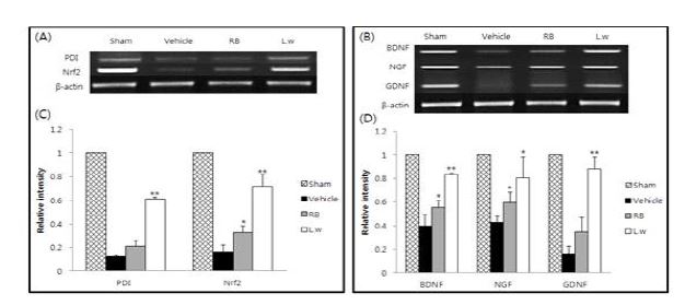 Fig. 3-2. Effects of RB and L.w on the gene expressions of PDI, Nrf2, BDNF, GDNF and NGF in the ipsilateral whole brain of the lesioned area