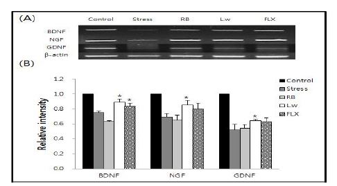 Fig. 4-4. Effects of RB, L.w and FLX on the gene expressions of BDNF, NGF and GDNF in the half whole brain of RS models