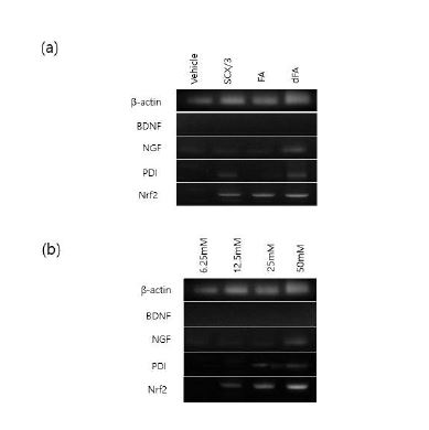 Fig. 6-2. Effect of of SCX/3, FA, dFA on gene expression of nuerotrophic factors and antioxidant genes in PC12