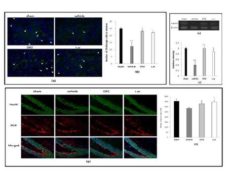 Fig. 7-3. Effect of L.w on the expressions of ChAT, nAchR and DCX