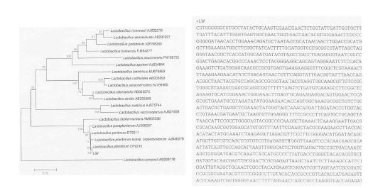 Fig. 4-1. Homology tree and 16s rDNA sequencing result of Lw strain