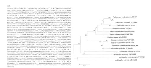 Fig. 5-1. Homology tree and 16SrDNA sequencing result of L.k strain