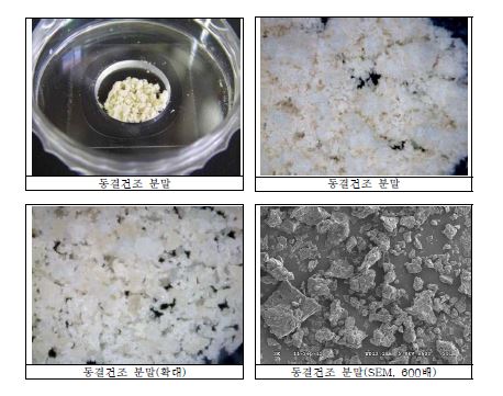 Fig. 10-2 Microscopic appearance of freeze dried powder.