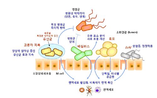 그림 3. 생균제의 작용기전 (출처 : 바이오 사료첨가제 개발 사업단)