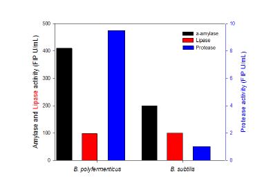 그림 9. Bacillus polyfermenticus 소화 효소 활성