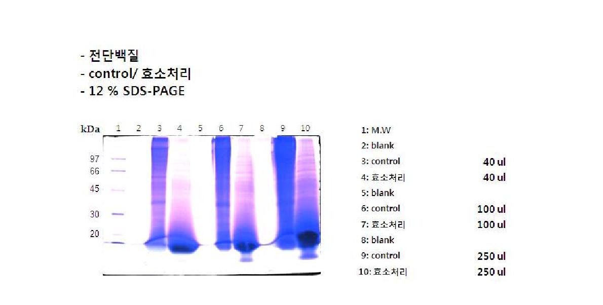 SDS-PAGE GEL 사진