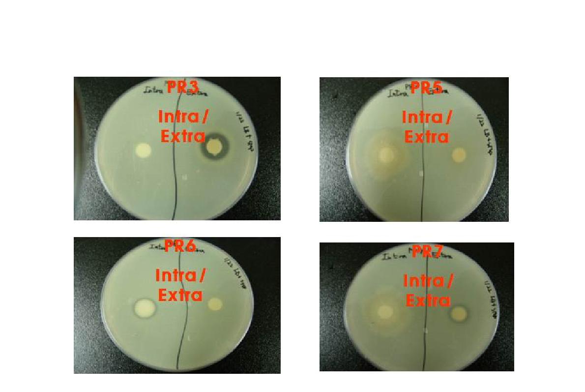 1% Skim Milk 첨가한 LB agar plate에서의 효소 활성 평가