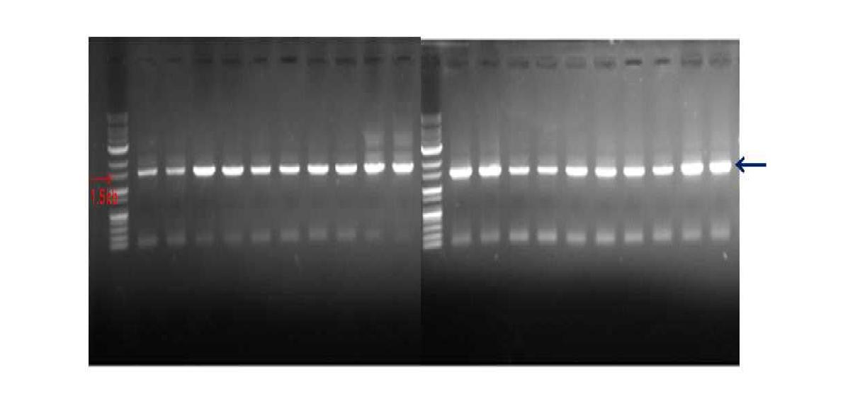 PCR 에 의한 PPS-52 균주의 16S rDNA 증폭 결과