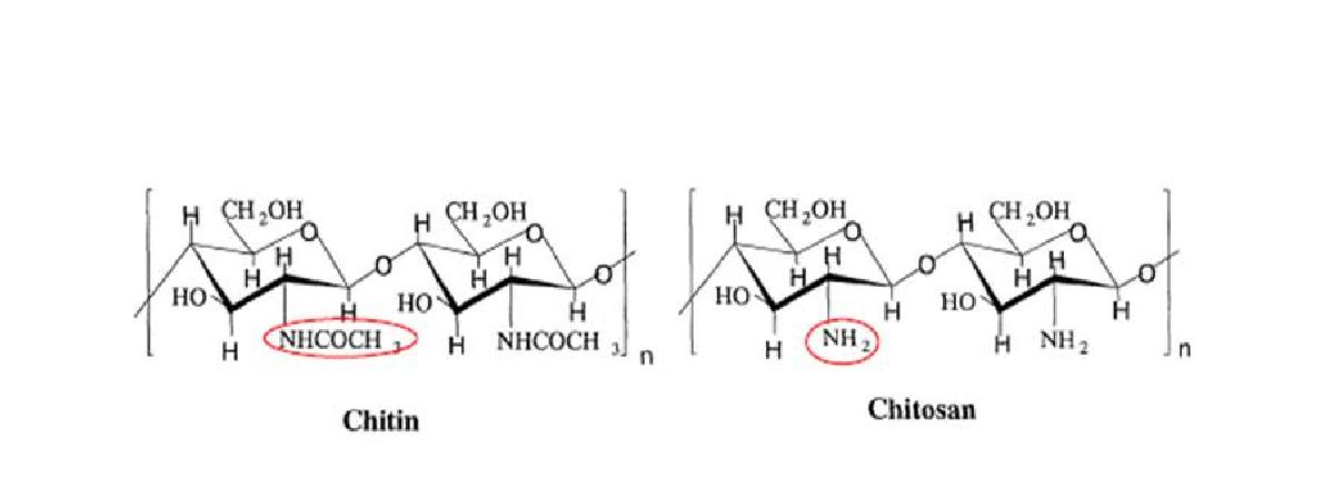키틴/키토산 분자구조