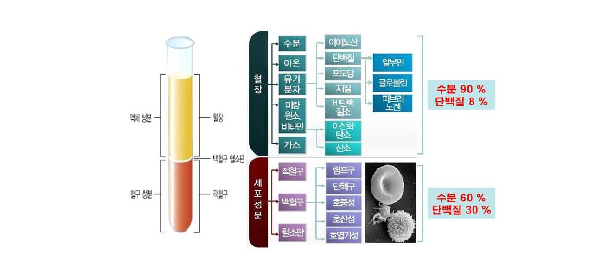 혈액 구성성분 및 단백질 함량