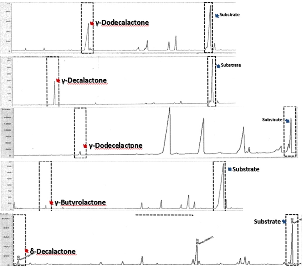 Fig. 13. Analysis of lactone conversion yields from hydroxy fatty acid