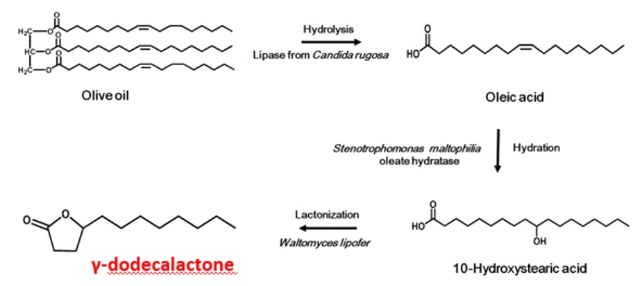 Fig. 15. γ-Dodecalactone production process from olive oil