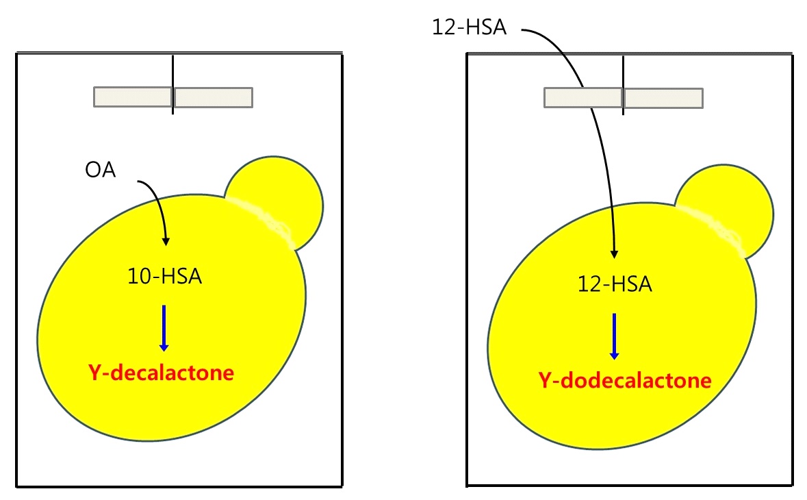 Fig. 17. Scenario of lactone production route by substrate or precursor supplementation. Lactone production from unsaturated fatty acid substrate (Left panel). γ-decalactone production from oleic acid(OA) via 10-hydroxystearic acid or γ-decelactone production from linoleic acid via 10-hydroxy-12Z-octadecenoic acid. Direct lactone production from hydroxy fatty acid (right panel). 12-Hydroxystearic acid (12-HSA) or ricinoleic acid to γ-dodecalactone or γ-dodecelactone