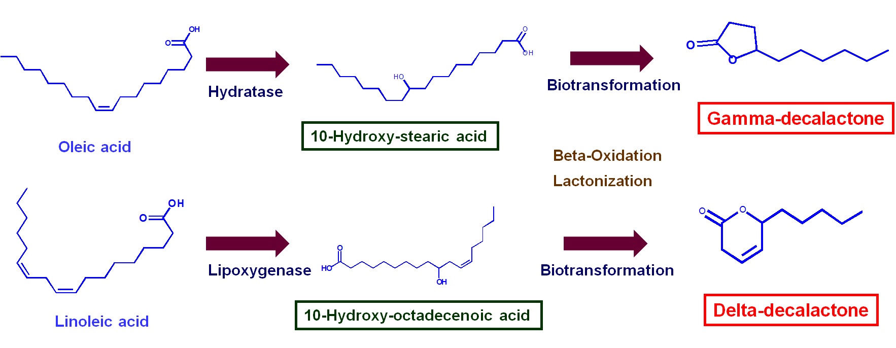 Fig 1. 효소(hydratase/lipoxygenase) 및 효모의 beta-oxidation과 lactonization에 의한 락톤 생산