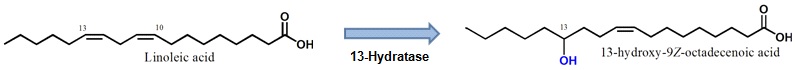 Fig. 14. Scheme of enzymatic conversion of 13-hydroxy-9Z-octadecenoic acid from linoleic acid by linoleated 13-hydratase