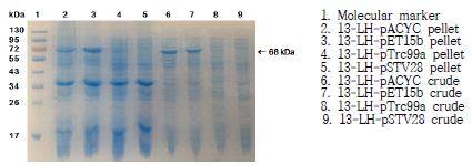 Fig. 16. SDS-PAGE analysis of recombinant E. coli cells expressing L. acidophilus linoleate 13-hydratase from originating from different plasmids