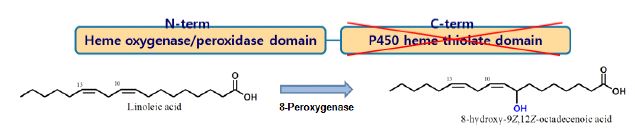 Fig. 11. Scheme of conversion linoleic acid to 8-hydroxy-10Z,12Z-octadecadienoic acid