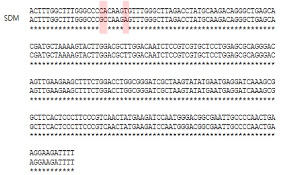 Fig. 12. Sequencing result of site-directed mutagenesis