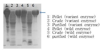 Fig. 13. Expression of linoleate diol synthase variant to produce 8-hydroxy-10Z,12Z-octadecadienoic acid