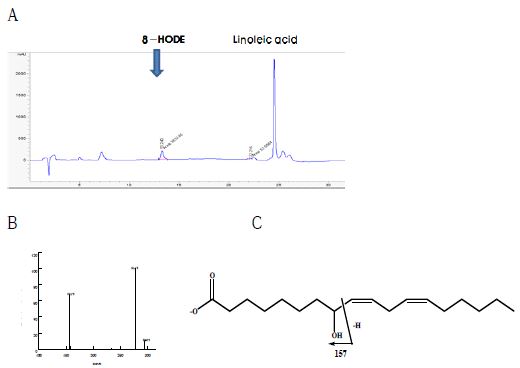 Fig. 13. Identification of the 8-hydroxy-9Z,12Z-octadecadienoic acid(8-HODE). A. HPLC chromatogram of purified 8-HODE from linoleic acid. B. LC-ESI-MS/MS of purified 8-hydroxy octadecadienoic acid (8-HODE). C. Structure of 8-HODE