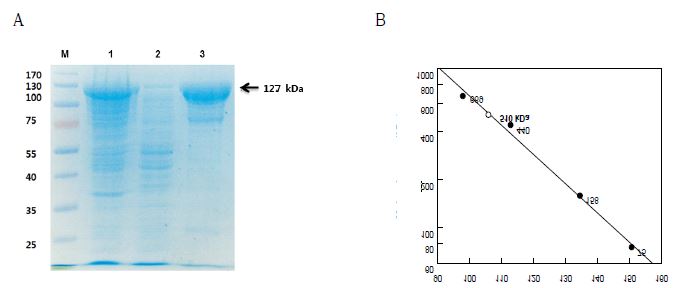 Fig. 15. SDS-PAGE analysis and molecular mass determination of the 7,8-diol synthase from Glomerella cingulate. （A) SDS-PAGE analysis of purified enzyme from each purification step. Lane1, molecular mass markers; lane2, Pellet; lane3, Crude enzyme; lane4, His-Trap column product (purified enzyme). (B) Molecular mass of the 7,8-diol synthase from G. cingulate using gel filtration with reference proteins