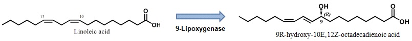 Fig. 1. Scheme of conversion of linoleic acid to 9R-hydroperoxy-10,12(E,Z)-octadecadienoic acid by linoleic acid 9-lipoxygenase