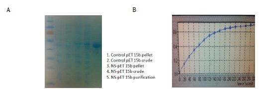 Fig. 2. Expression of lipoxygenase from Nostoc sp. (A) and its activity (B)