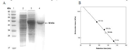 Fig. 10. SDS-PAGE and gel-filteration chromatography analysis of purified enzyme of 9R-lipoxygenase from Nostoc sp. in E. coli. (A) SDS-PAGE of recombinant 9R-lipoxygenase from each purification steps. (B) Molecular mass based on the gel filteration chromatography of native 9R-lipoxygenase